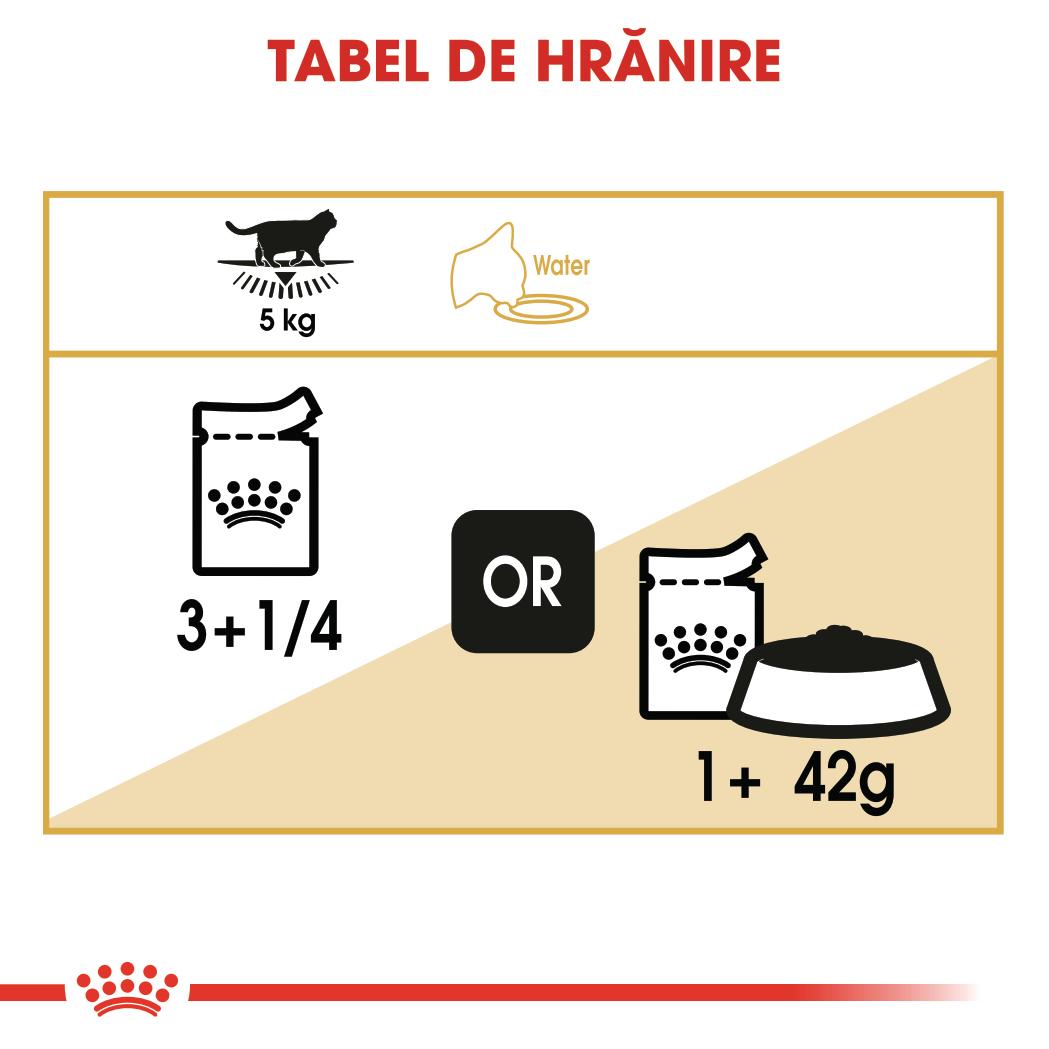 ROYAL-CANIN-British-Shorthair-Adult-hrana-umeda-pisici-in-sos--ghidHranire